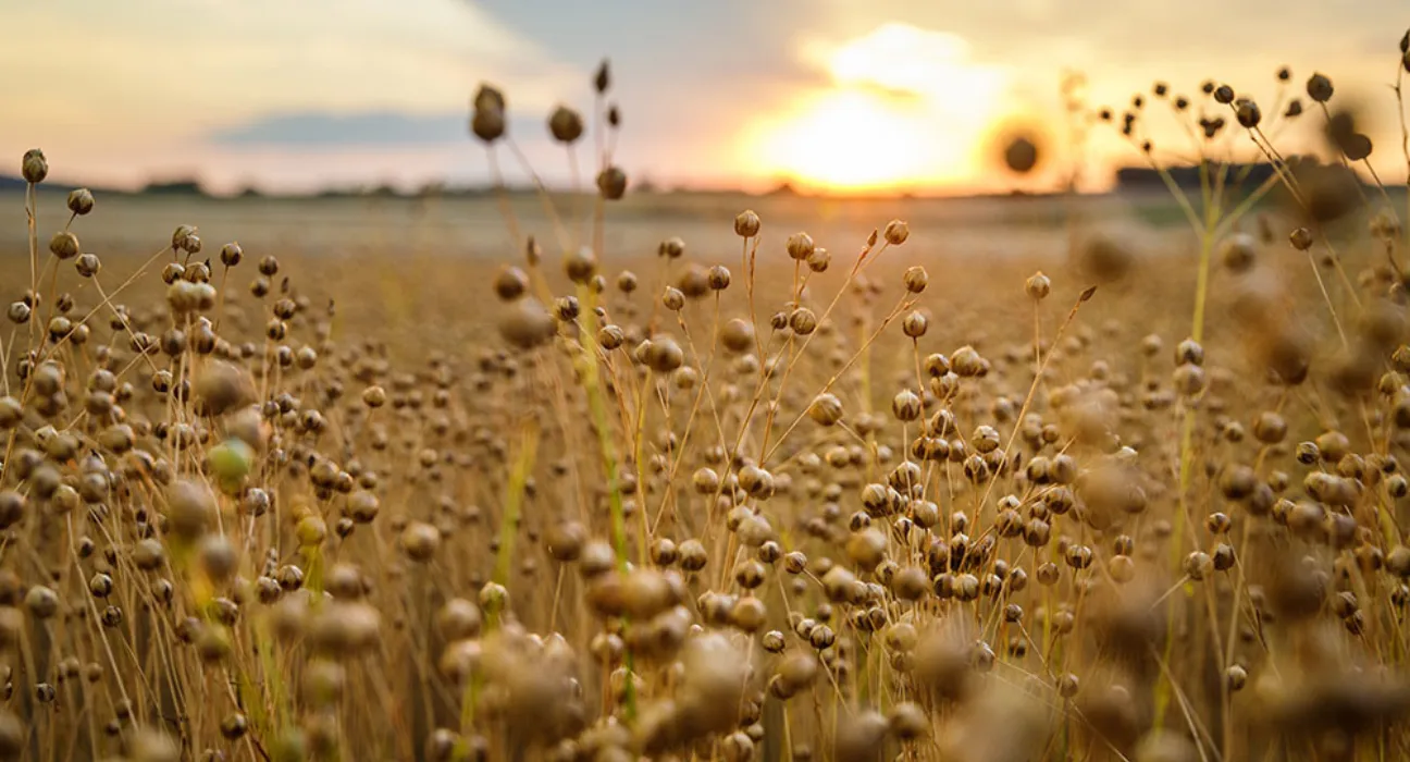 Le lin, une fibre naturelle qui aime le climat